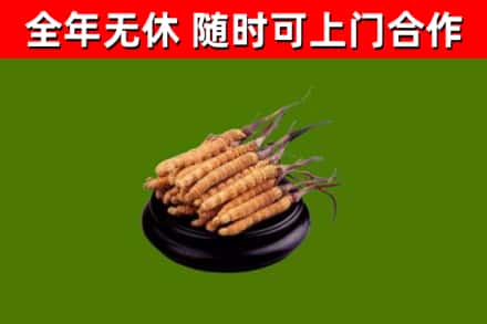 乐陵市烟酒回收冬虫夏草.jpg